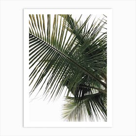 Palm Tree 9 Art Print