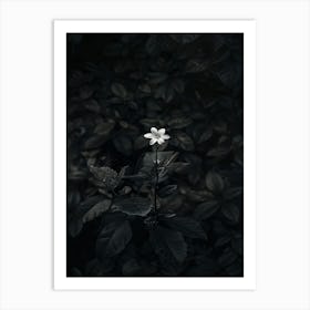 Flower In The Dark 44 Art Print