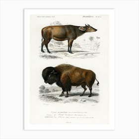 Cow (Bos Brachyceros) And Bison (Bos Americanus), Charles Dessalines D'Orbigny Art Print