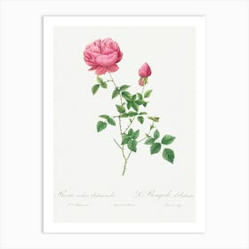 Automnalis From Les Roses (1817–1824), Pierre Joseph Redoute Art Print