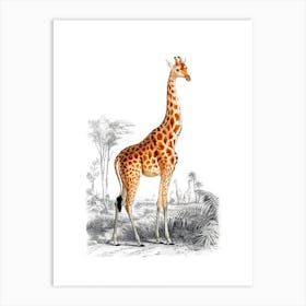 Giraffe Vintage 19th Century Illustration Art Print