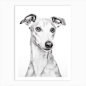 Whippet Dog, Line Drawing 1 Art Print