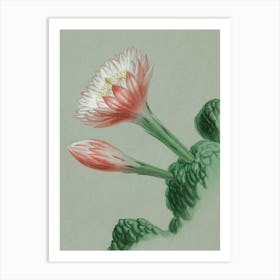 Tulip 5 Art Print