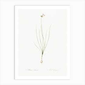 Wild Onion Illustration From Les Liliacées (1805), Pierre Joseph Redoute Art Print