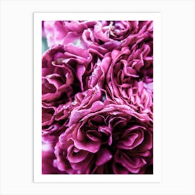 Purple Carnations Flowers Art Print
