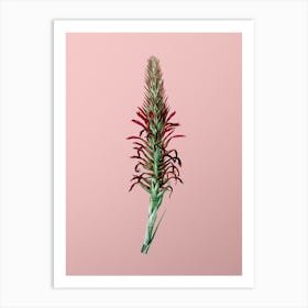 Vintage Pitcairnia Latifolia Botanical on Soft Pink n.0724 Art Print