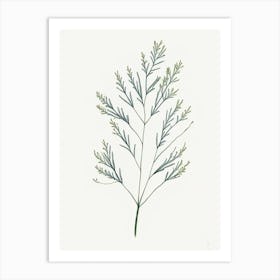 Caraway Leaf Minimalist Watercolour 2 Art Print