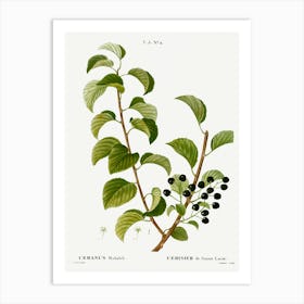 St. Lucie Cherry, Pierre Joseph Redoute Art Print