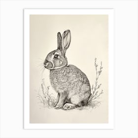 French Lop Rabbit Drawing 1 Art Print