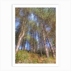 Pine Trees In The Forest Art Print