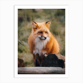 Fox In Forest 1 Art Print