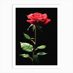 Red Rose On Black Background 6 Art Print