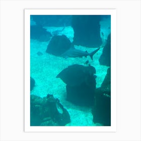 Sharks In An Aquarium Art Print