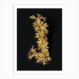 Vintage Caragana Spinosa Botanical in Gold on Black n.0053 Art Print