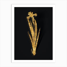 Vintage Harlequin Blueflag Botanical in Gold on Black n.0254 Art Print