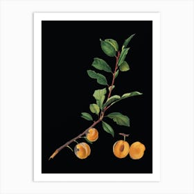 Acuza Vintage Apricot Botanical Illustration On Solid Black N Art Print