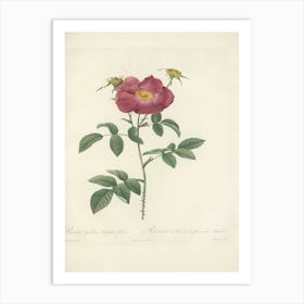 Rose Illustration, Pierre Joseph Redoute, Pierre Joseph Redoute(133) Art Print