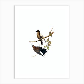 Vintage Grey Breasted Wood Swallow Bird Illustration on Pure White Art Print