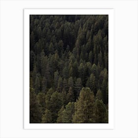 Pine Forest Art Print