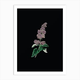 Vintage Lady Josika's Lilac Flower Botanical Illustration on Solid Black n.0499 Art Print
