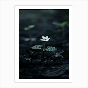 Small White Flower 3 Art Print