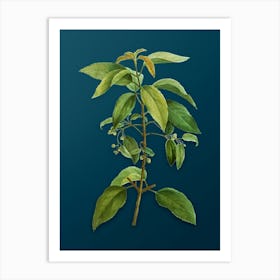 Vintage Chilean Wineberry Branch Botanical Art on Teal Blue n.0196 Art Print