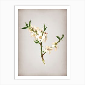 Vintage Almond Tree Flower Botanical on Parchment n.0392 Art Print