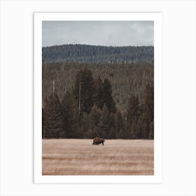 Bison In Meadow Art Print