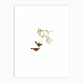 Vintage Chestnut Rumped Thornbill Bird Illustration on Pure White n.0399 Art Print