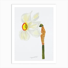 Daffodil 3 Art Print