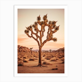  Photograph Of A Joshua Tree At Dusk  In A Sandy Desert 4 Art Print