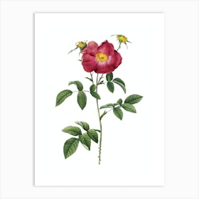 Vintage Stapelia Rose Bloom Botanical Illustration on Pure White n.0359 Art Print