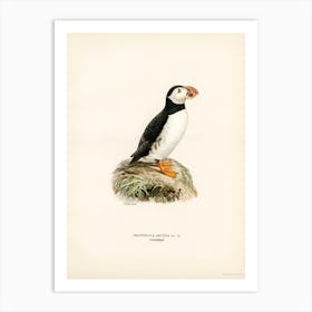 Atlantic Puffin (Fratercula Arctica), The Von Wright Brothers 1 Art Print