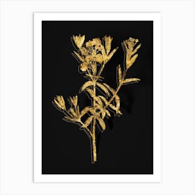 Vintage Bog Laurel Bloom Botanical in Gold on Black n.0228 Art Print