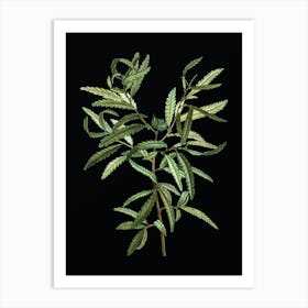 Vintage Sweetfern Botanical Illustration on Solid Black n.0408 Art Print