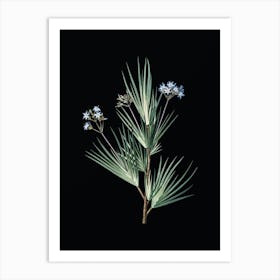 Vintage Blue Stars Botanical Illustration on Solid Black Art Print