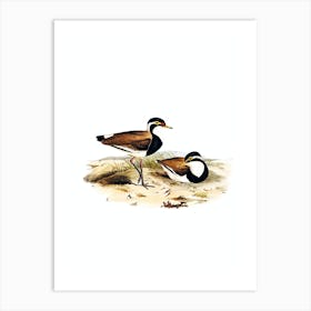 Vintage Black Breasted Pewit Bird Illustration on Pure White n.0383 Art Print