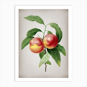 Vintage Peach Botanical on Parchment n.0914 Art Print