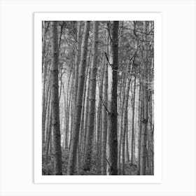 Black And White Forest Art Print