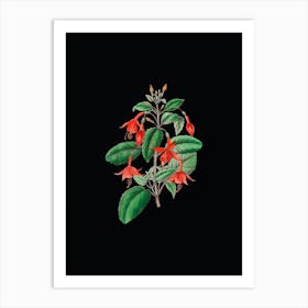 Vintage Standish's Fuchsia Flower Branch Botanical Illustration on Solid Black n.0736 Art Print