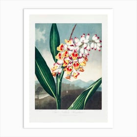 Vintage Botanical Temple Of Flora _2476837 Art Print