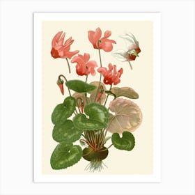 Cyclamen 1 Art Print