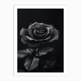 Black Rose 21 Art Print