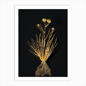 Vintage Blue Corn Lily Botanical in Gold on Black n.0358 Art Print