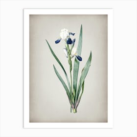 Vintage Tall Bearded Iris Botanical on Parchment n.0299 Art Print