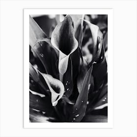 Calla Lilies BW Art Print