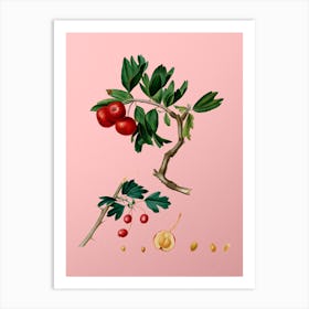 Vintage Red Thorn Apple Botanical on Soft Pink n.0080 Art Print