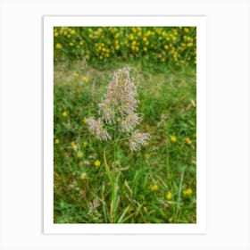 Wild flowers Art Print