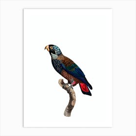 Vintage Bronze Winged Parrot Bird Illustration on Pure White Art Print