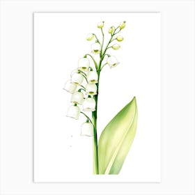 Lily Of The Valley 23 Art Print